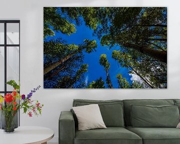Wide-angle trees by Roland's Foto's