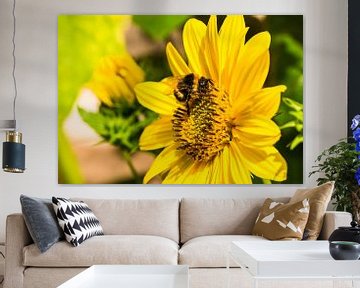 Yellow flower with bee, sunny garden background by Alex Winter