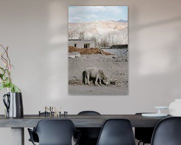 Koe in de bergen van Photolovers reisfotografie