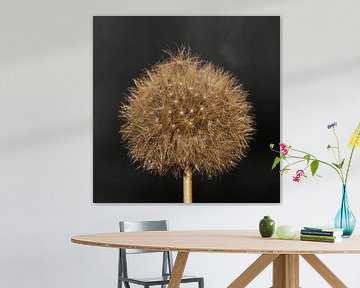 Paardenbloem goud pluis Dandelion van Jessica Berendsen