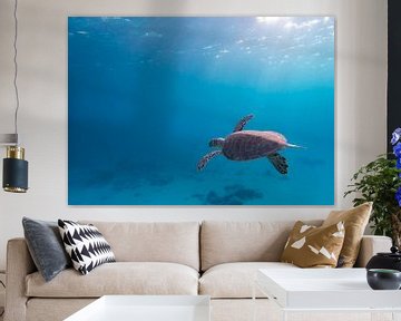 Sea turtle in the blue ocean