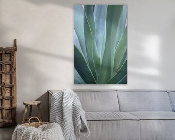 Feuilles d'aloe vera dans des tons doux de vert et de bleu. sur Christa Stroo photography