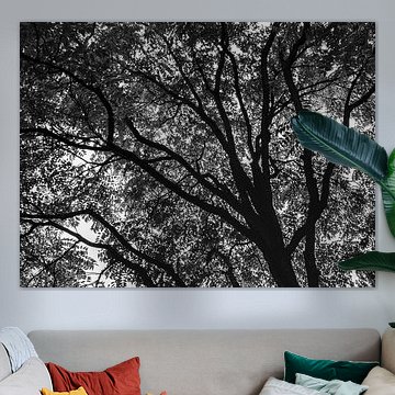 Arbre et feuille en noir et blanc