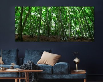 Green in the forest by Hans Vos Fotografie