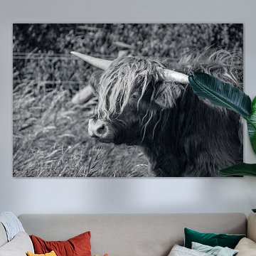 Schottischer Highlander