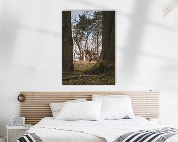 Cerf dans le Waterleidingduinen, Pays-Bas sur Rianne van Baarsen