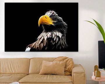 Bald eagle by Frames by Frank