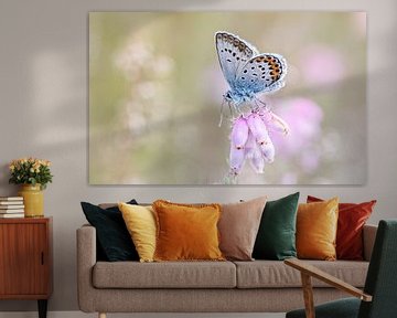 Pastel Heideblauwtje vlinder op de dopheide van KB Design & Photography (Karen Brouwer)