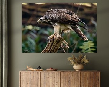 Bussard