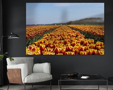 tulpen veld van Barry van Strien
