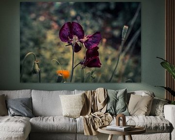 Paarse Lathyrus bloeiend in de tuin van Idema Media