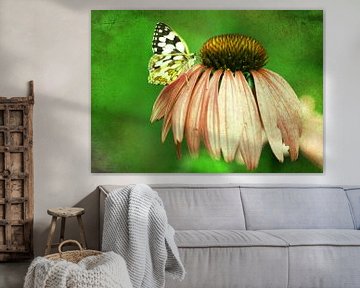 Echinacea mit Schmetterling van Roswitha Lorz