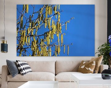 Bright Yellow Catkins Against Blue Sky by Imladris Images