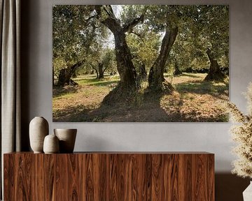 Oude olijfbomen. van Rens Kromhout