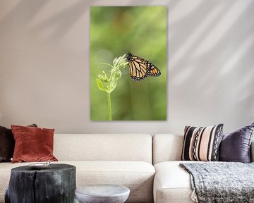 Der Monarchfalter, Europäischer Schmetterlingsgarten von Gabry Zijlstra