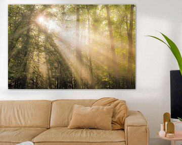 Buchenwaldlandschaft an einem nebligen Herbstmorgen von Sjoerd van der Wal Fotografie