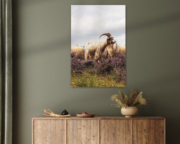 Schaap op de heide van Margot Vermeijden