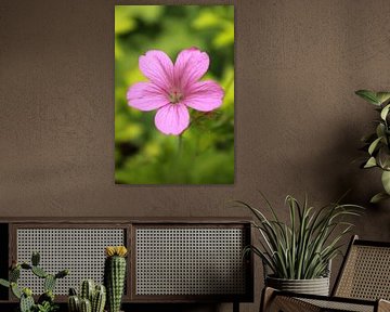 Blume im botanischen Garten