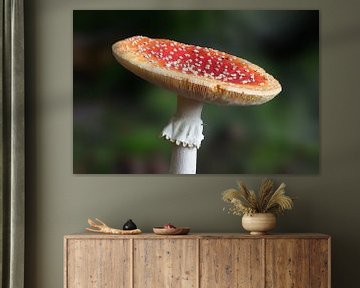 Agaric tue-mouches