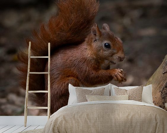 Aperçu de la chambre