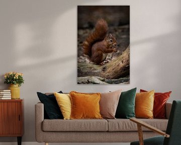 Portret van een rode eekhoorn