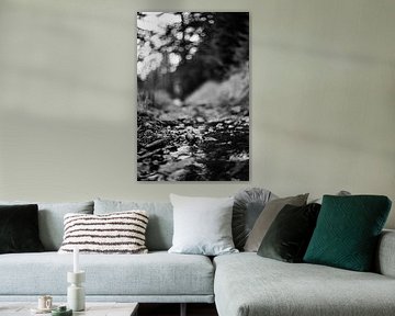 La nature en noir et blanc