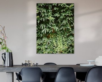 Ivy Plant wall in Montmartre Paris | Botanical Photography France by Raisa Zwart