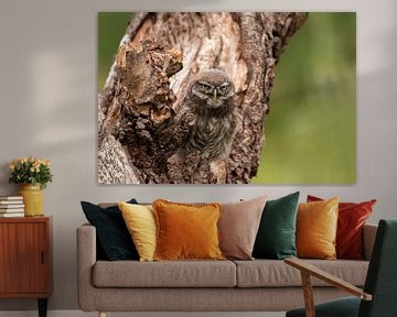Tawny Owl by D. Henriquez