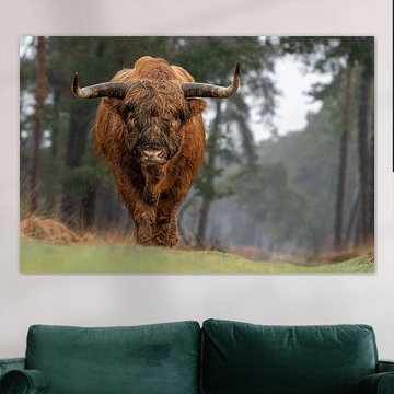 Highlander écossais