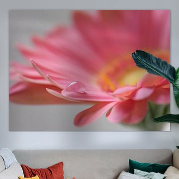 Gerberablüte mit Wassertropfen