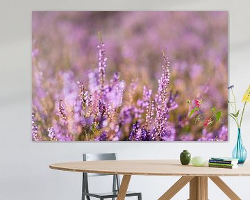 Blooming heather by Anita van Hengel