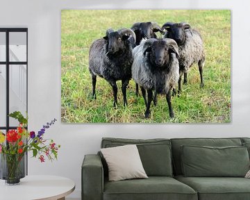 Quatre Heidschnucken - Moutons dans les landes de Lunebourg sur Gisela Scheffbuch