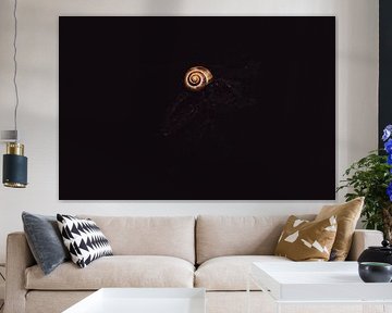 Schnecke auf einem Blatt