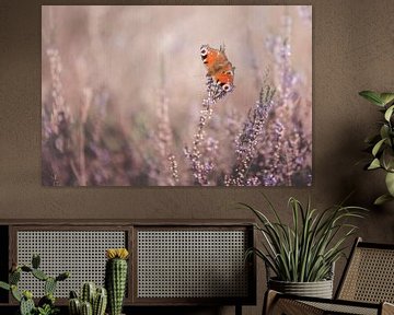 Butterfly peacock on the purple heather by Nikki IJsendoorn