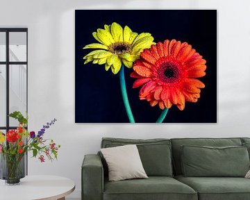 Gerbera von Marlies Gerritsen Photography