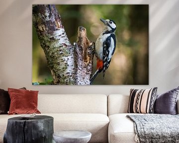 Great spotted woodpecker by Kim Claessen
