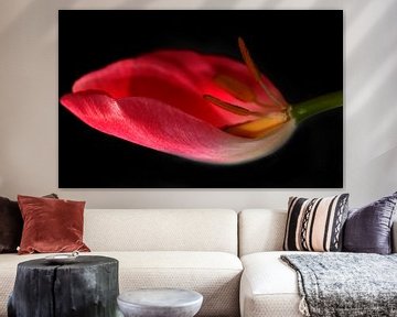 Tulpe in der waage by Roswitha Lorz