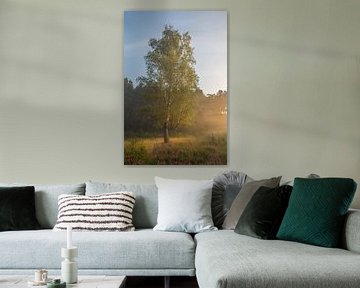 Birch on the heath during sunrise by John van de Gazelle