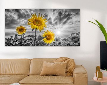 Champ de tournesols au coucher du soleil | Panorama sur Melanie Viola