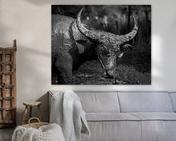 Genuine Bull from Cambodia by Michael Klinkhamer