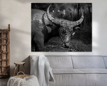 Genuine Bull from Cambodia