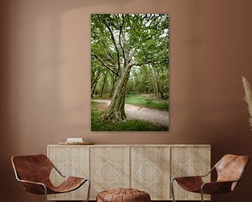 Arbre dans la forêt sur Mark Bolijn