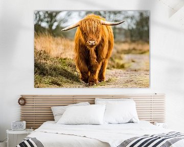 Schotse Hooglander
