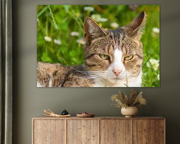 Kat ligt lekker te luieren in het gras van Ferry Kalthof