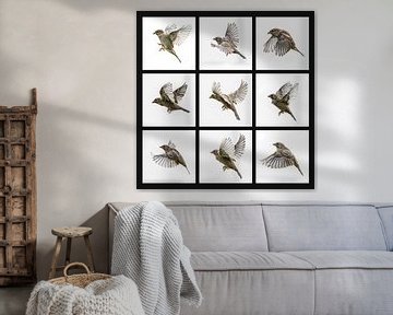 Sparrows in flight