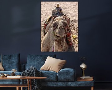 Camel sur Josef Rast Fotografie