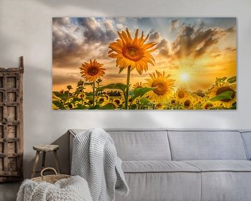 Sonnenblumen im Sonnenuntergang | Panorama von Melanie Viola