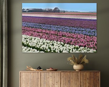 Hyacintenvelden op het eiland Texel van christine b-b müller