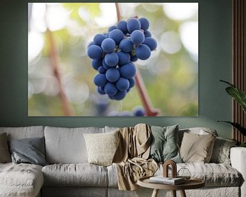 Blauwe druiven van Laura Vollering