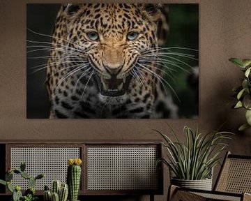 Leopard von Daphne van Dam